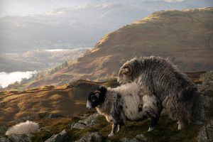 sheep_sex
